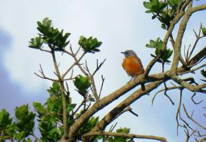 Cape Rock Thrush