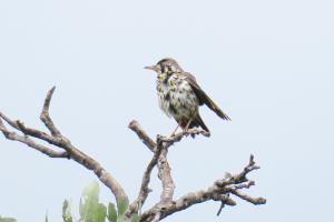 Groundscraper Thrush