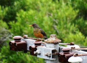 Olive Thrush