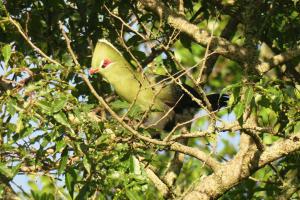 Knysna Turaco