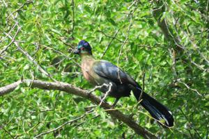Purple-crested Turaco