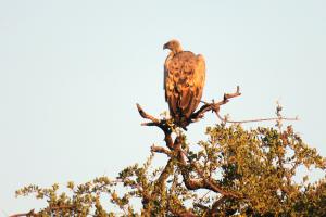 Cape Vulture
