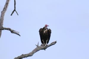 Hooded Vulture