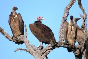 Lappet-faced Vulture