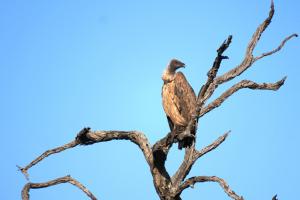 White-backed Vulture