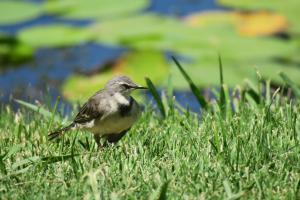 Cape Wagtail