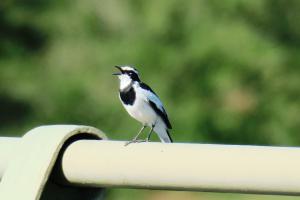African Pied Wagtail