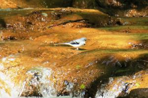 Mountain Wagtail