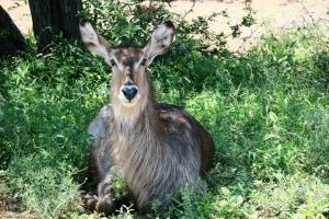 Waterbuck