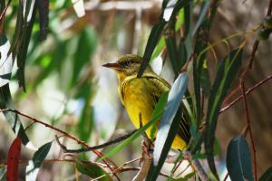 Cape Weaver