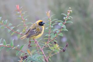 Southern Masked Weaver