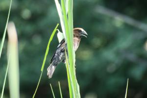 Thick-billed Weaver