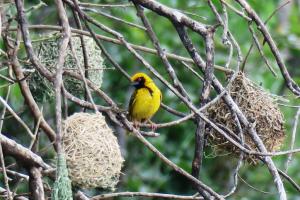Village Weaver