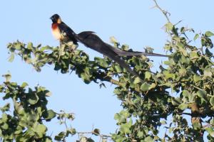 Long-tailed Paradise Whydah