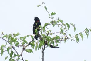 Red-collared Widowbird