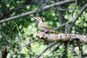 Bearded Woodpecker