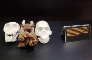 At the Cradle of Humankind