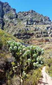 Camps Bay Pipe Track hike