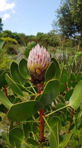 Protea