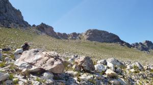 Looking for Cape Rockjumper