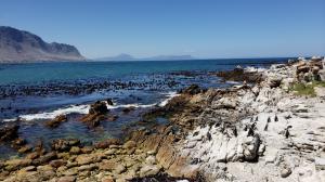 Stony Point Penguin Colony