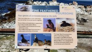 How to ID cormorants