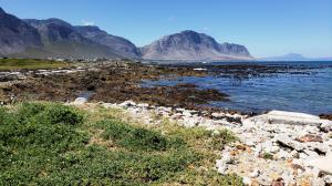 Stony Point Penguin Colony