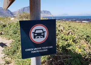 Stony Point Penguin Colony