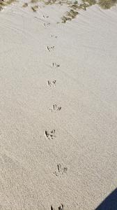 Footprints