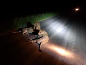Lions on night drive