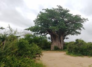 Baobab tree