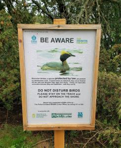 Don't bother the Slavonian Grebes!