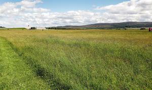 Culloden Battlefield