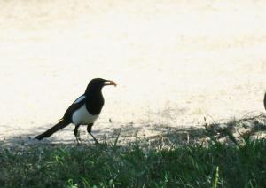 Magpie