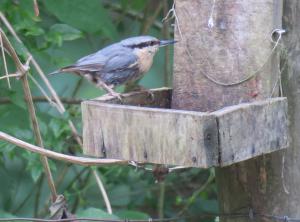 Eurasian Nuthatch