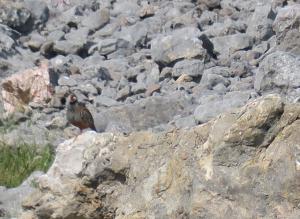 Red-legged Partridge