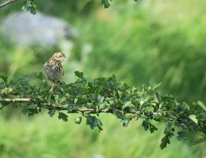 Tree Pipit