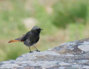 Black Redstart