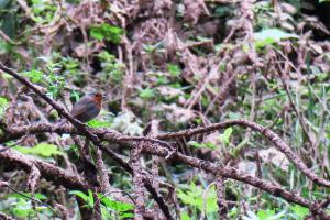 European Robin