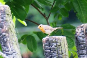 European Robin