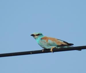 European Roller