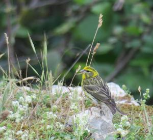 European Serin