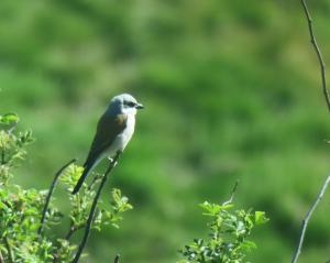 Red-backed Shrike