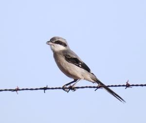 Southern Gray Shrike