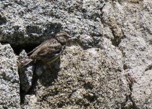 Rock Sparrow