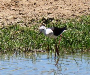 Black-winged Stilt