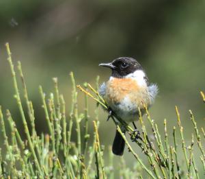 Stonechat
