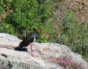 Black Stork