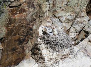 Black Stork chicks on nest