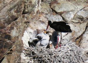 Black Stork adult with chicks on nest
